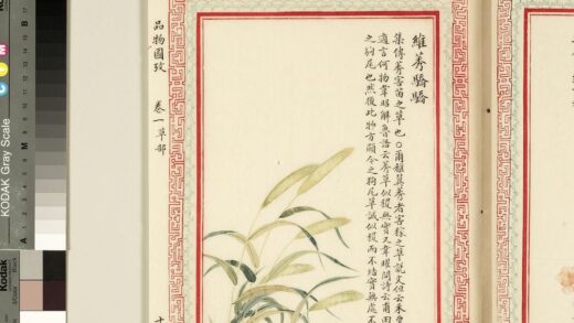 毛诗品物图考（一）册 维莠骄骄 2.jpg