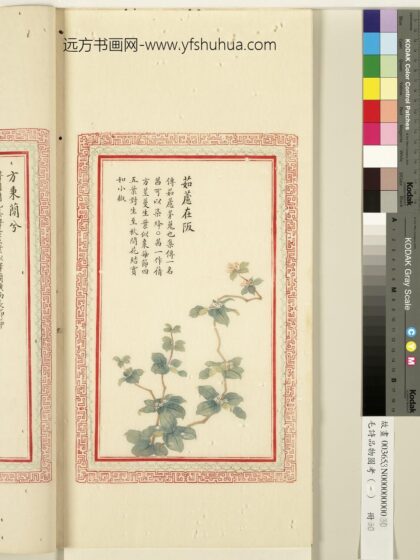 毛诗品物图考（一）册 茹藘在阪 1.jpg