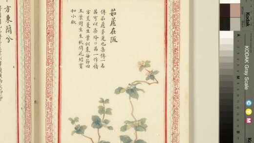 毛诗品物图考（一）册 茹藘在阪 1.jpg