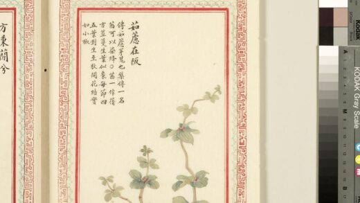 毛诗品物图考（一）册 茹藘在阪 2.jpg