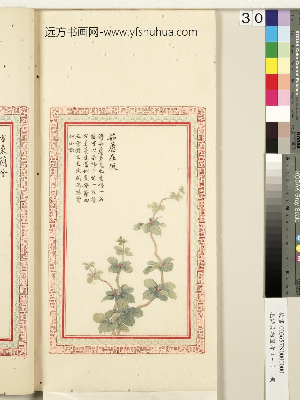 毛诗品物图考（一）册-茹藘在阪-