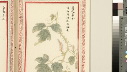 毛诗品物图考（一）册 葛之覃兮 2.jpg