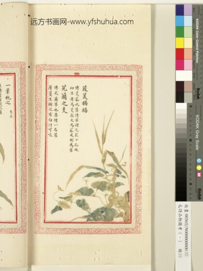 毛诗品物图考（一）册 葭菼揭揭芄兰之支 1.jpg
