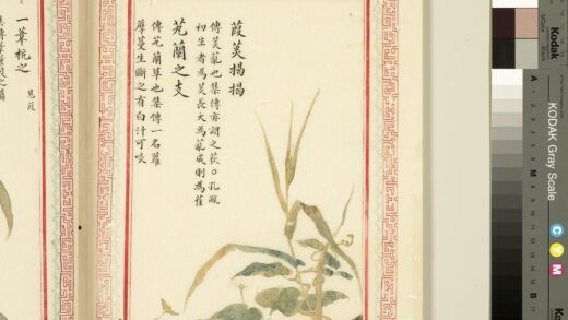 毛诗品物图考（一）册 葭菼揭揭芄兰之支 1.jpg