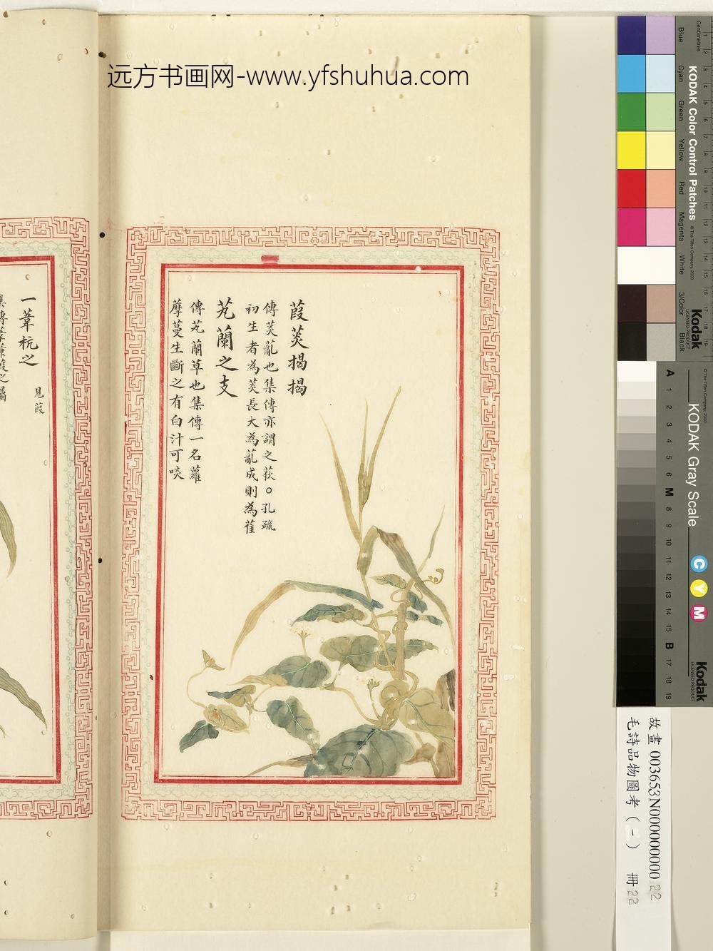 毛诗品物图考（一）册-葭菼揭揭芄兰之支-