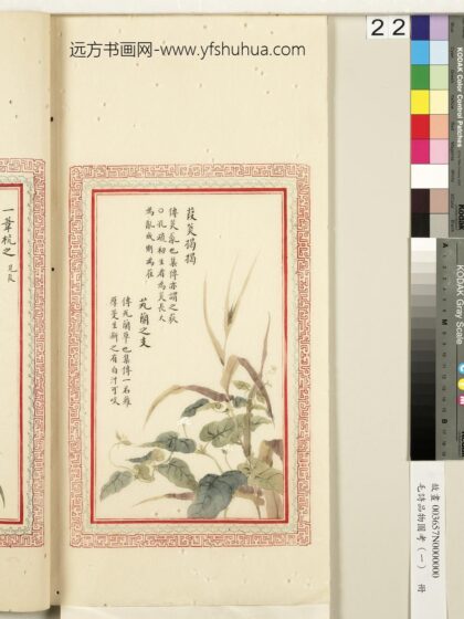 毛诗品物图考（一）册 葭菼揭揭芄兰之支 2.jpg