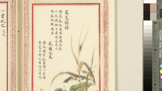毛诗品物图考（一）册 葭菼揭揭芄兰之支 2.jpg