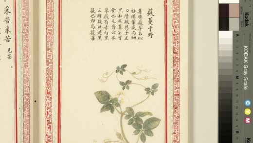 毛诗品物图考（一）册 蘝蔓于野 1.jpg