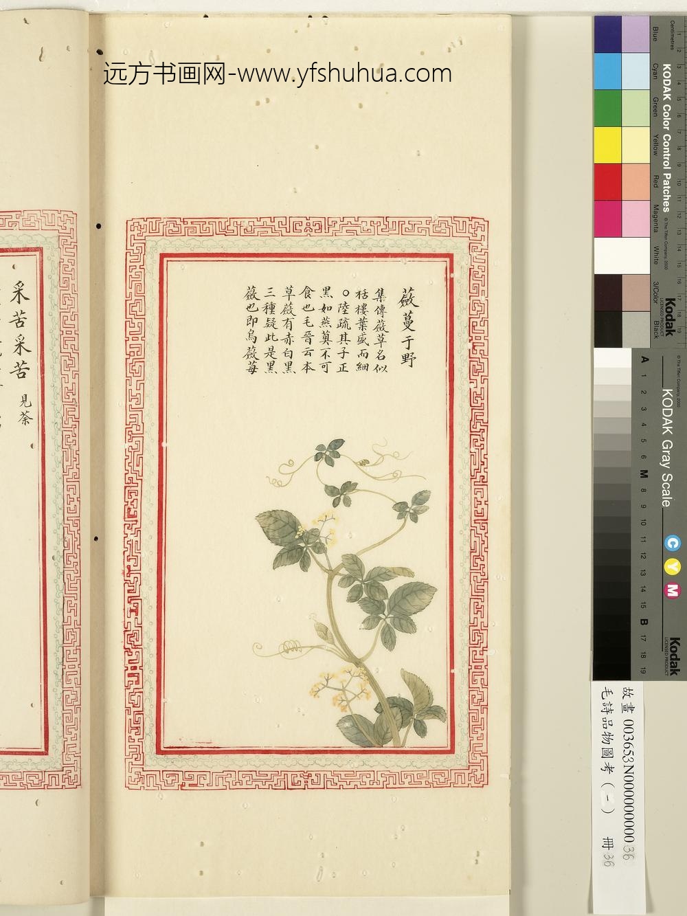 毛诗品物图考（一）册-蘝蔓于野-