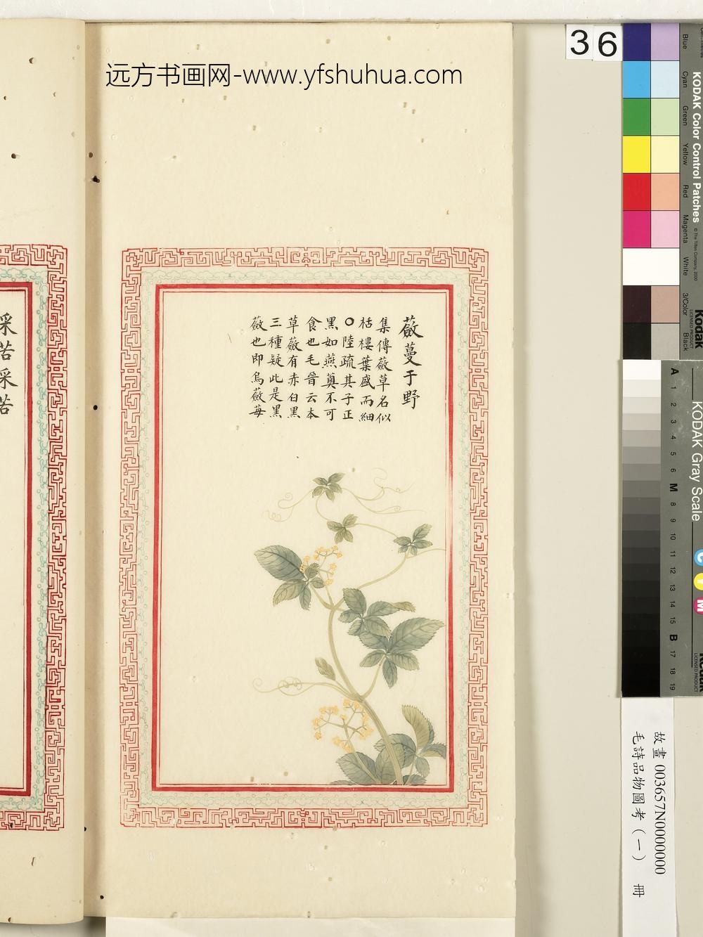 毛诗品物图考（一）册-蘝蔓于野-