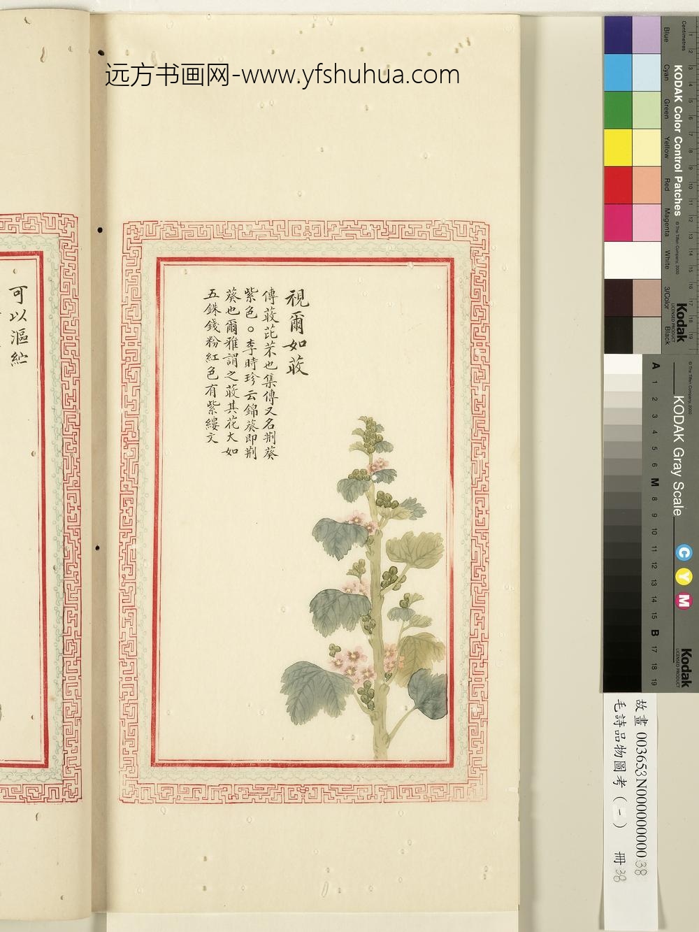 毛诗品物图考（一）册-视尔如荍-