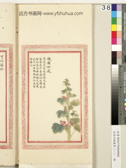 毛诗品物图考（一）册 视尔如荍 2.jpg