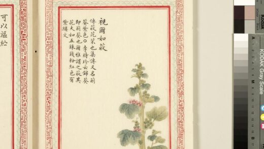 毛诗品物图考（一）册 视尔如荍 2.jpg