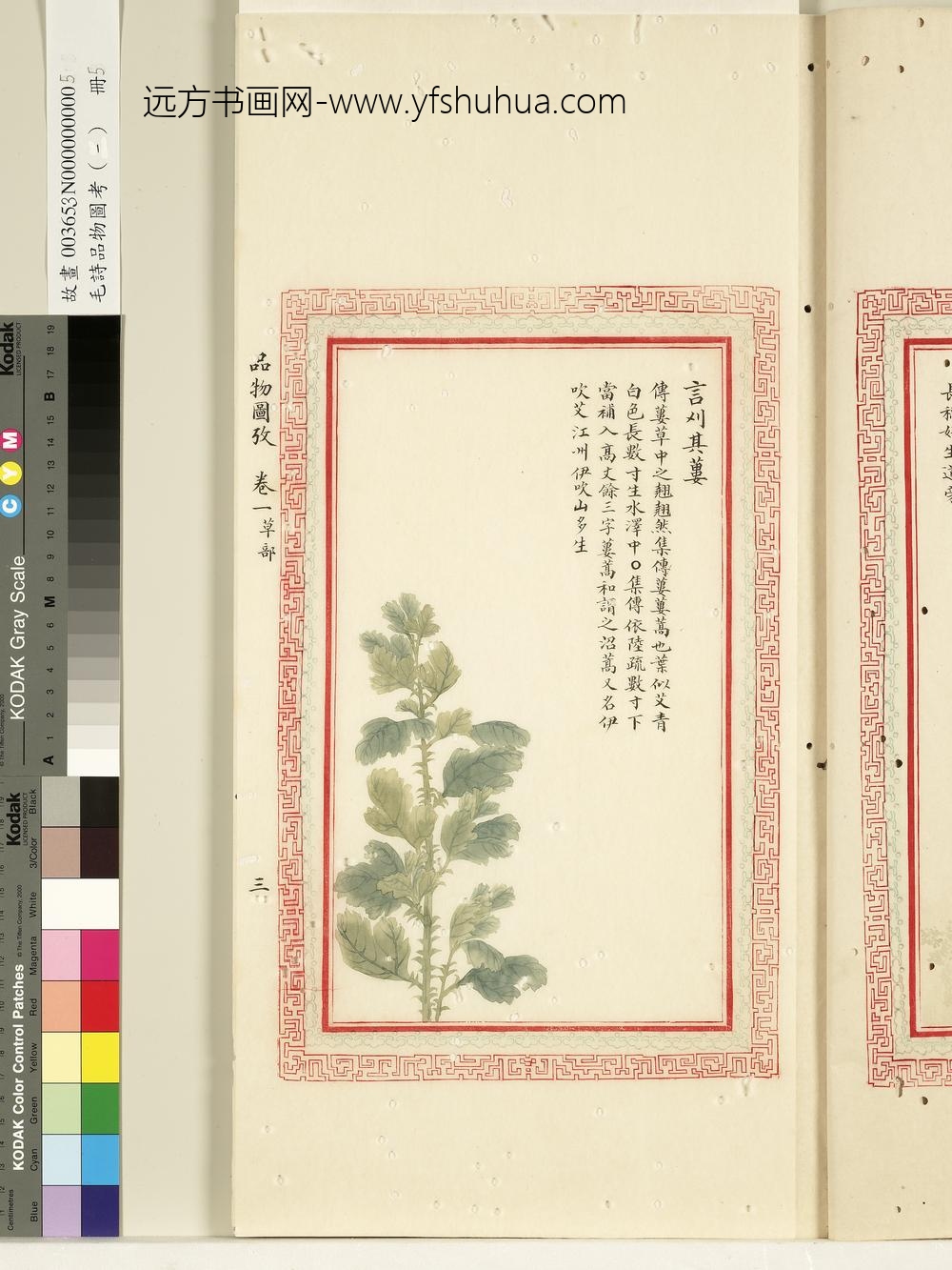 毛诗品物图考（一）册-言刈其蒌-