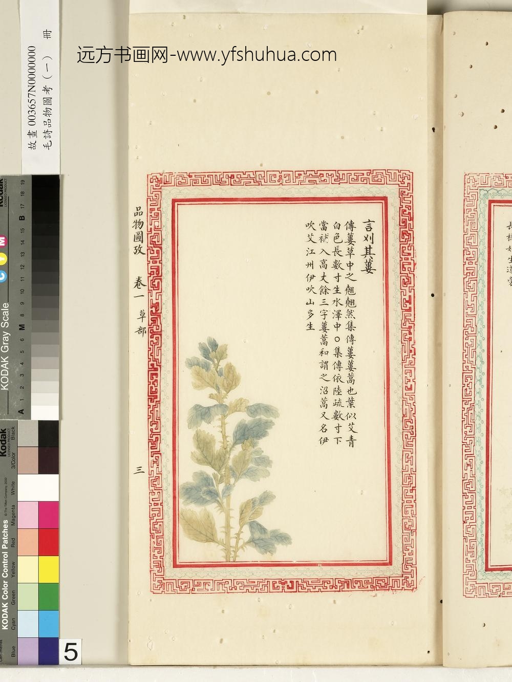 毛诗品物图考（一）册-言刈其蒌-