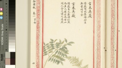 毛诗品物图考（一）册 言采其蕨言采其薇 1.jpg