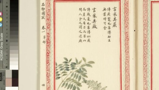 毛诗品物图考（一）册 言采其蕨言采其薇 2.jpg