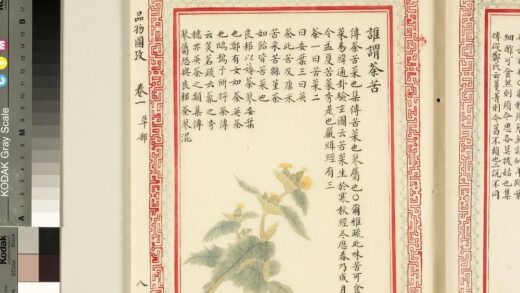 毛诗品物图考（一）册 谁谓荼苦 2.jpg