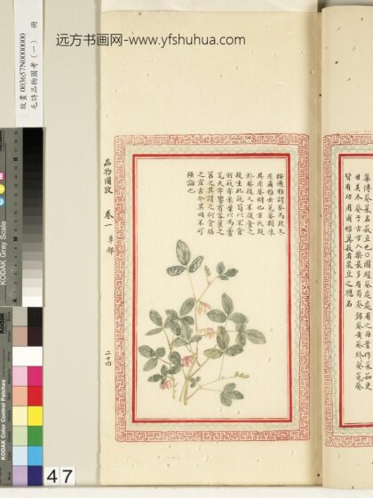毛诗品物图考（一）册 谓葵为欵冬.jpg