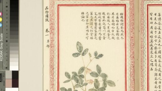 毛诗品物图考（一）册 谓葵为欵冬.jpg