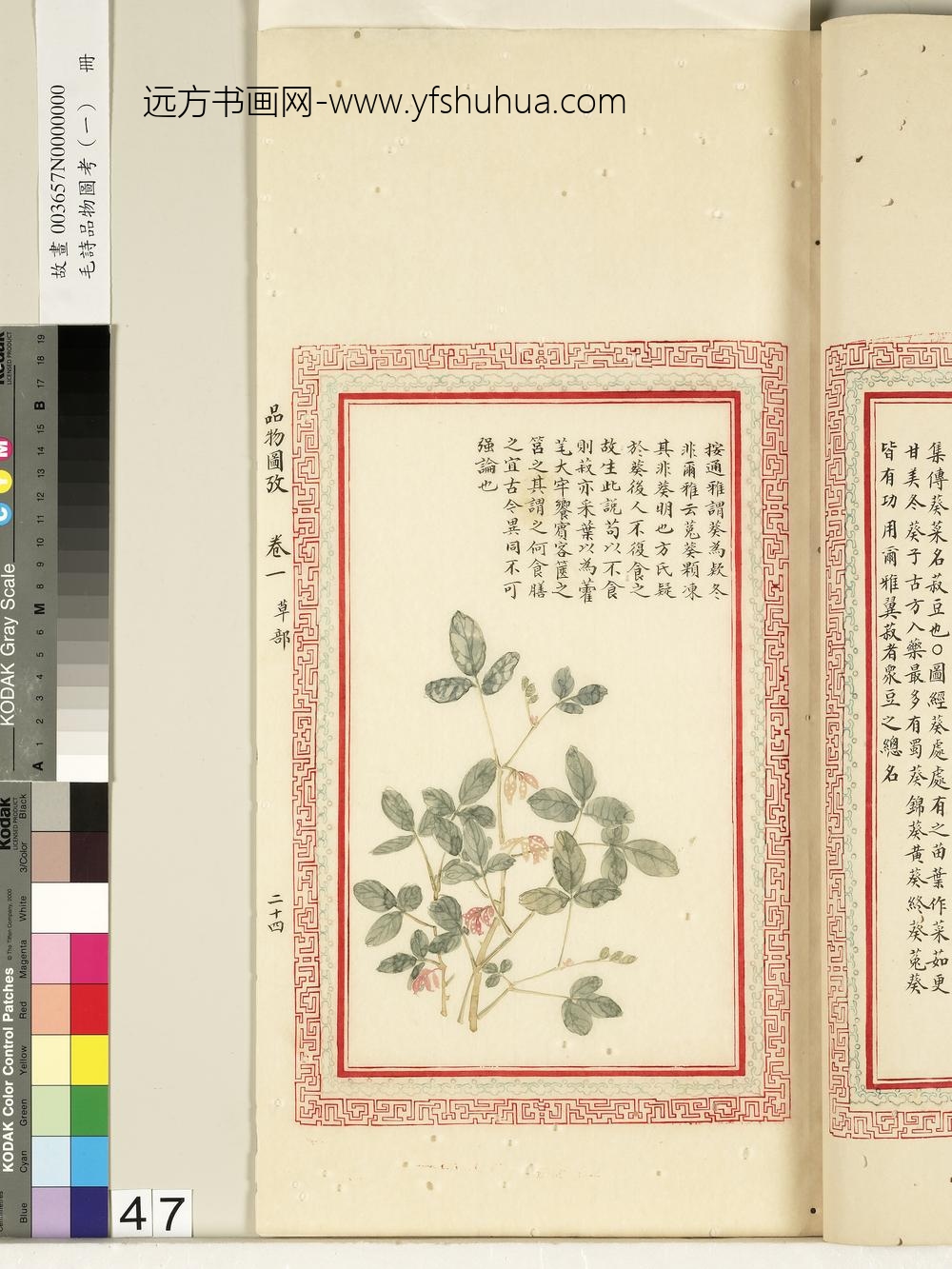 毛诗品物图考（一）册-谓葵为欵冬