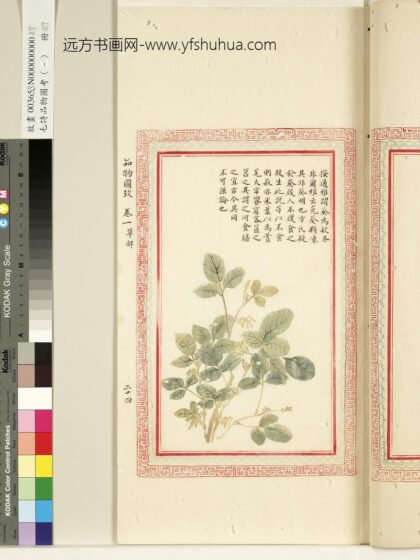 毛诗品物图考（一）册 谓葵为欸冬.jpg