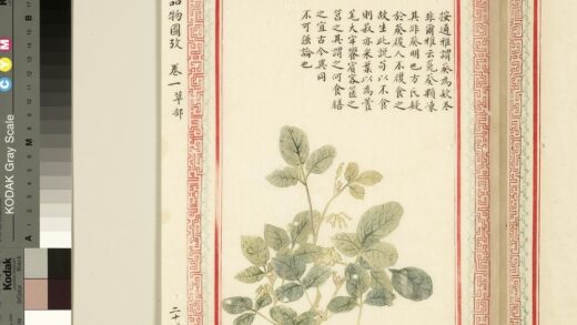 毛诗品物图考（一）册 谓葵为欸冬.jpg