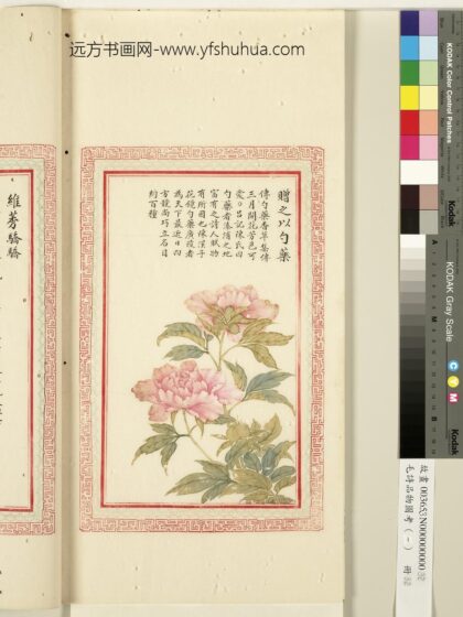 毛诗品物图考（一）册 赠之以勺药 1.jpg