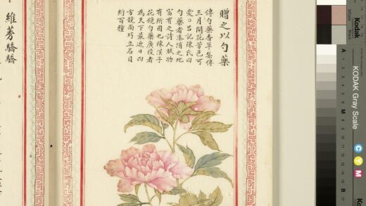 毛诗品物图考（一）册 赠之以勺药 1.jpg