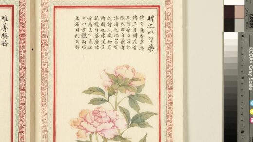 毛诗品物图考（一）册 赠之以勺药 2.jpg