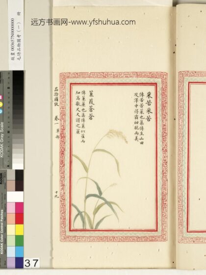 毛诗品物图考（一）册 采苦采苦蒹葭苍苍 2.jpg