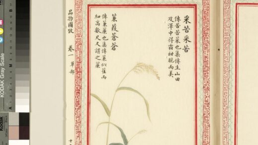 毛诗品物图考（一）册 采苦采苦蒹葭苍苍 2.jpg