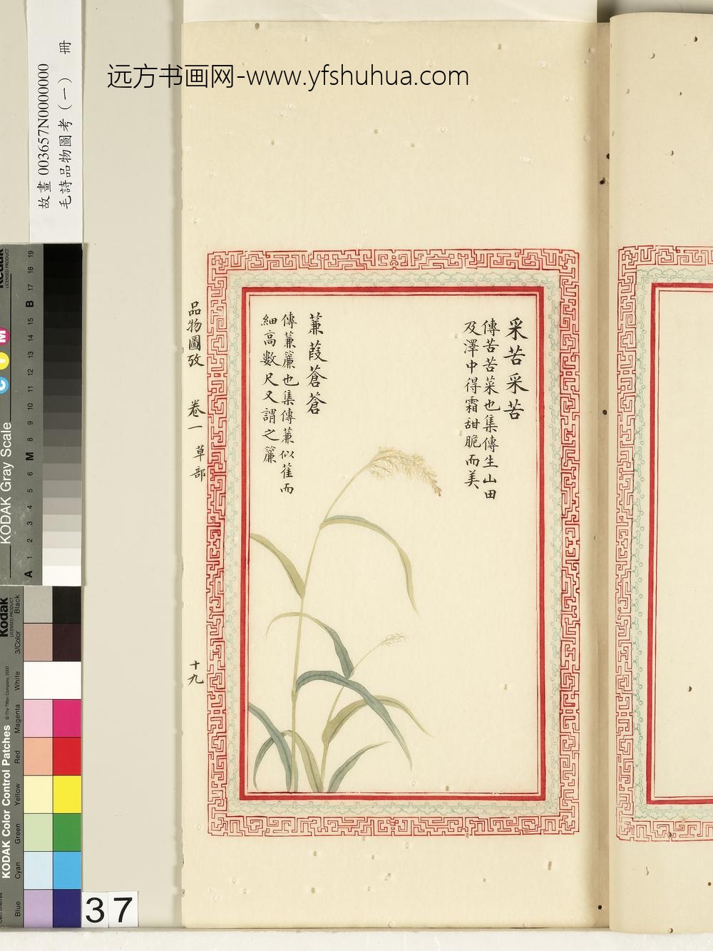 毛诗品物图考（一）册-采苦采苦蒹葭苍苍-