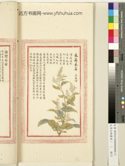 毛诗品物图考（一）册 采葑采菲 1.jpg