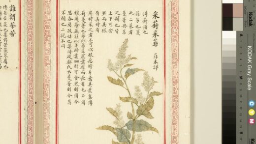 毛诗品物图考（一）册 采葑采菲 1.jpg