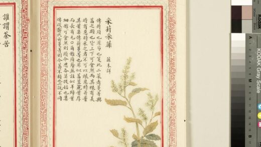 毛诗品物图考（一）册 采葑采菲 2.jpg