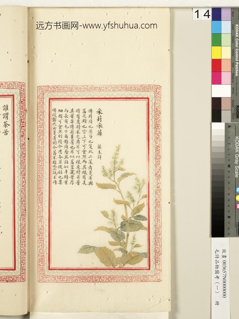 毛诗品物图考（一）册-采葑采菲-