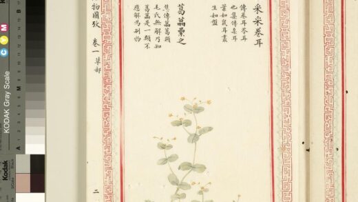 毛诗品物图考（一）册 采采卷耳葛藟累之 1.jpg