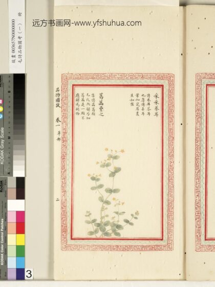 毛诗品物图考（一）册 采采卷耳葛藟累之 2.jpg