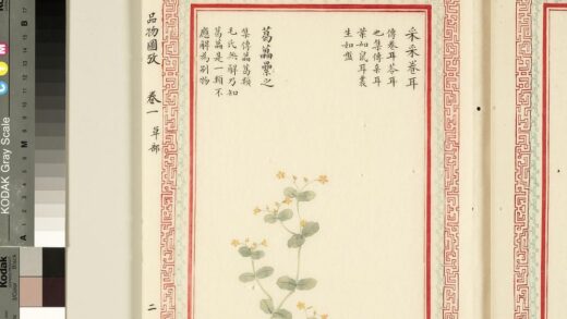 毛诗品物图考（一）册 采采卷耳葛藟累之 2.jpg