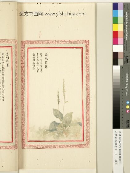 毛诗品物图考（一）册 采采芣苢 1.jpg