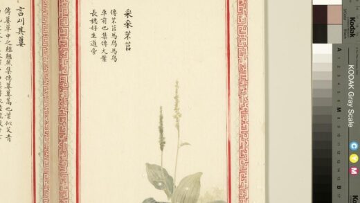 毛诗品物图考（一）册 采采芣苢 1.jpg