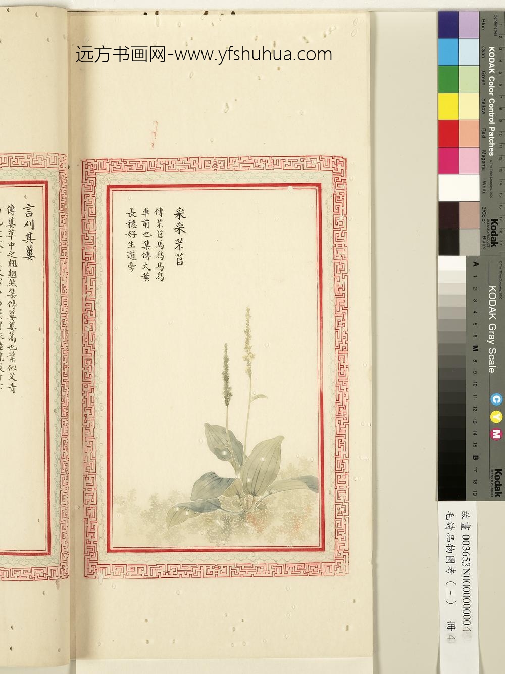 毛诗品物图考（一）册-采采芣苢-