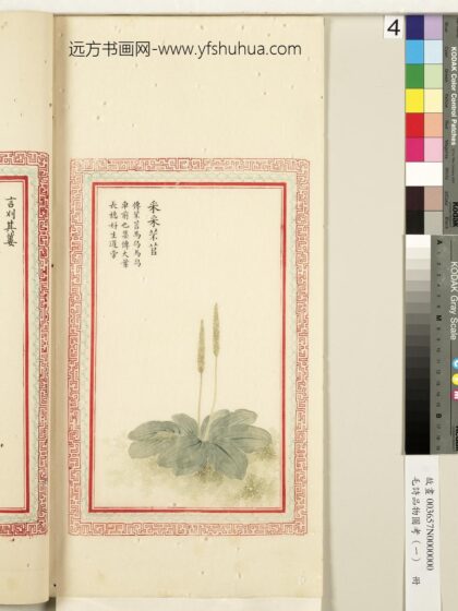 毛诗品物图考（一）册 采采芣苢 2.jpg
