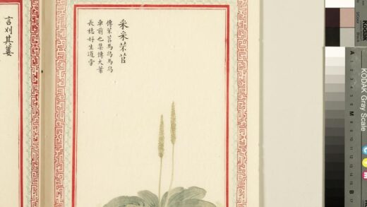 毛诗品物图考（一）册 采采芣苢 2.jpg