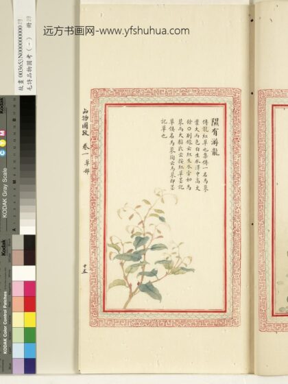 毛诗品物图考（一）册 隰有游龙 1.jpg