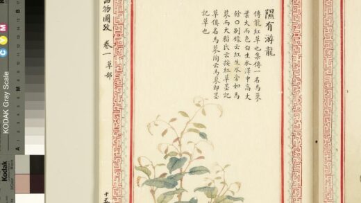 毛诗品物图考（一）册 隰有游龙 1.jpg