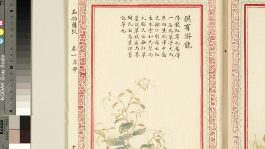 毛诗品物图考（一）册 隰有游龙 2.jpg