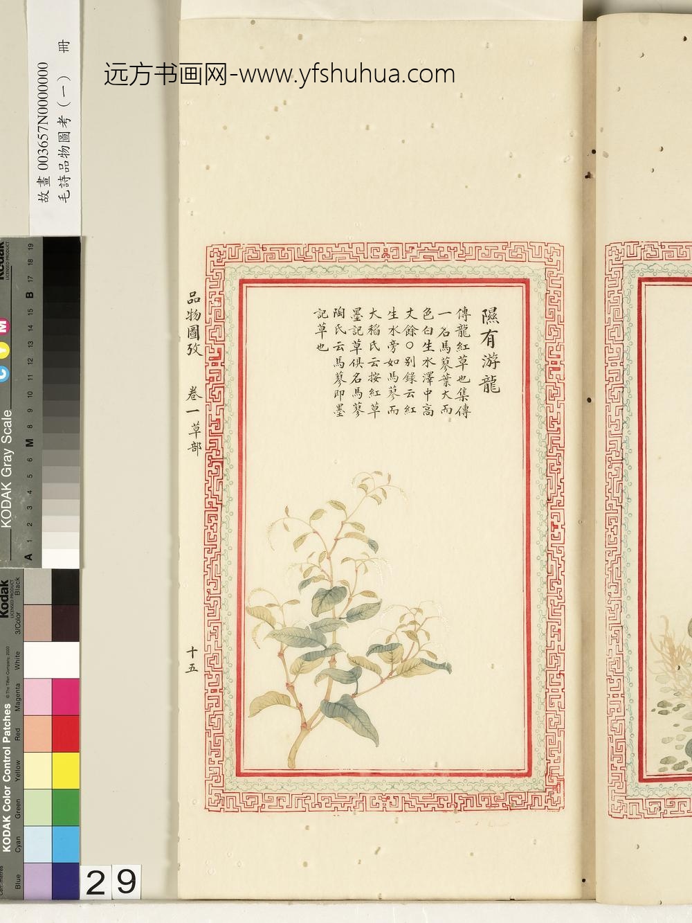 毛诗品物图考（一）册-隰有游龙-