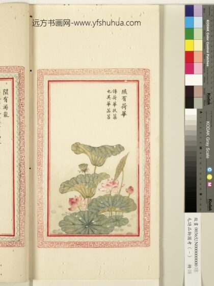 毛诗品物图考（一）册 隰有荷华 1.jpg